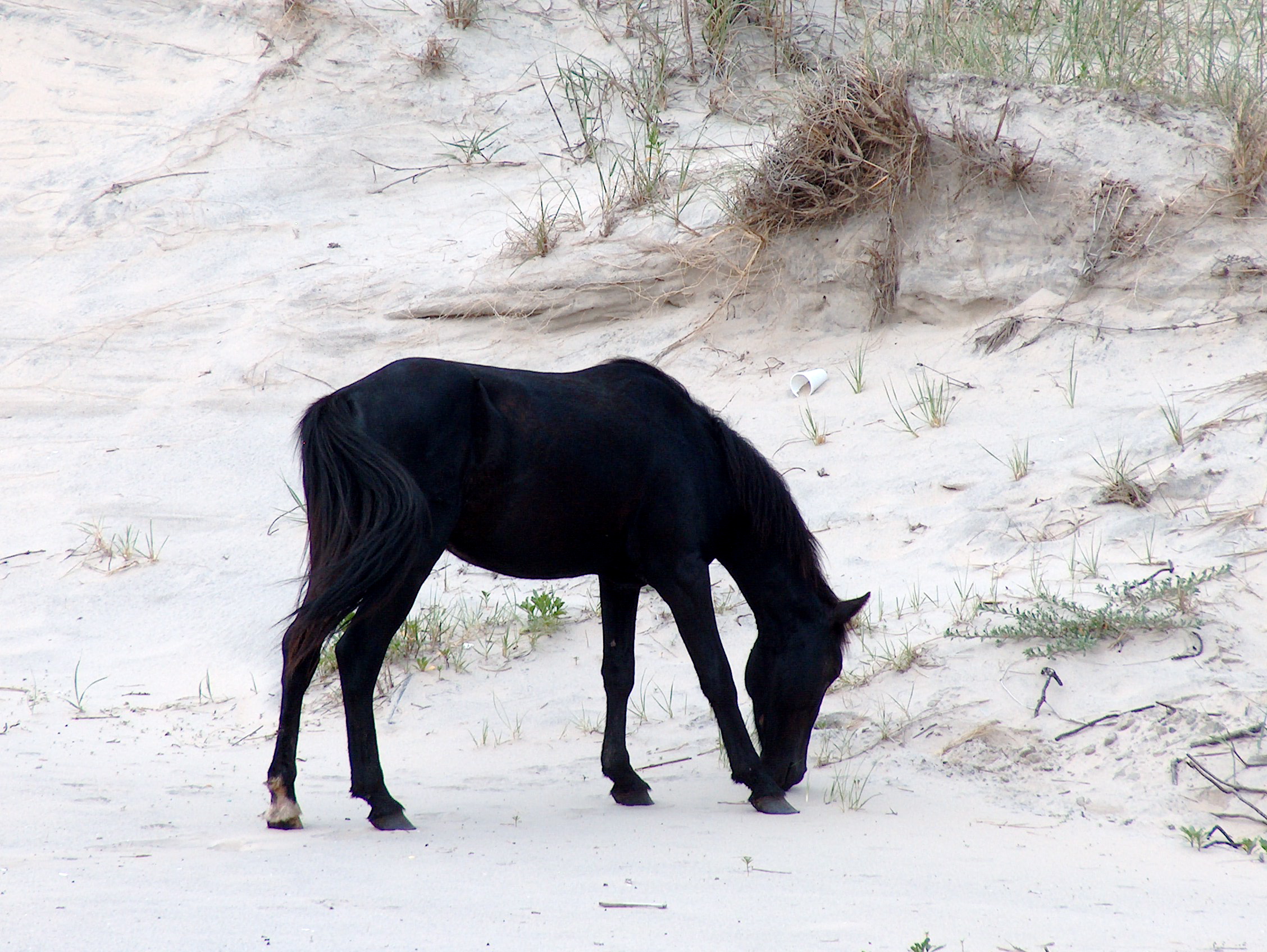 Wild Horses of Corolla