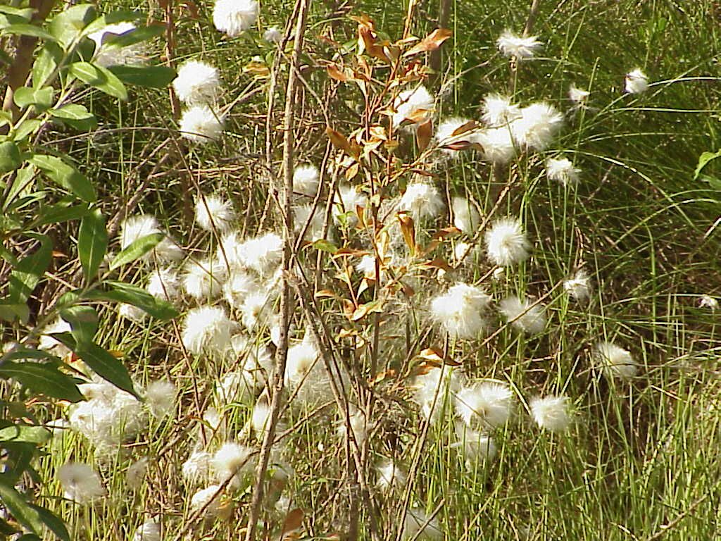 cottongrass.jpg