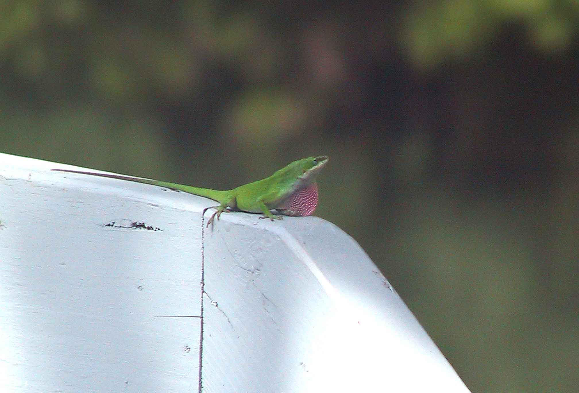 courting cameleon