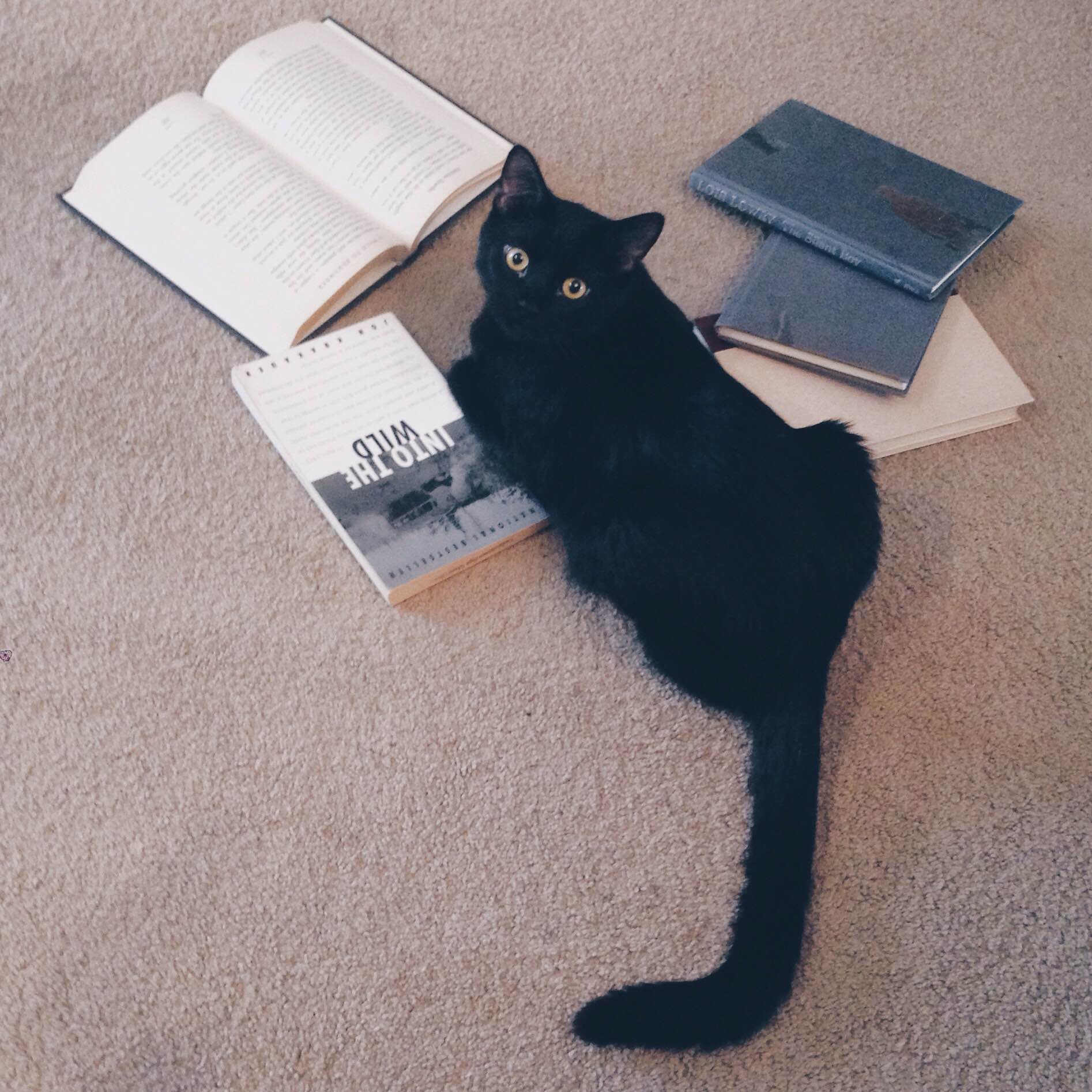 courtneyhollidayreadingimage.jpg