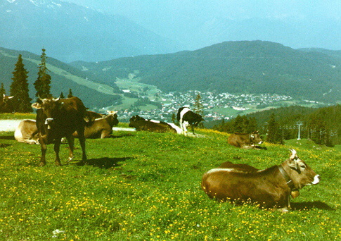 These cows live on a mountian side in Austria