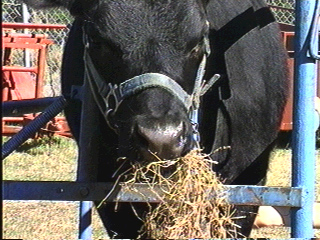 Cow eating hay