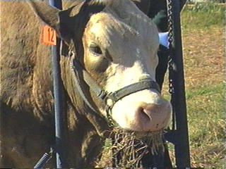 Cow eating hay