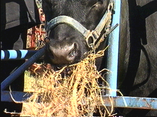 Cow eating hay