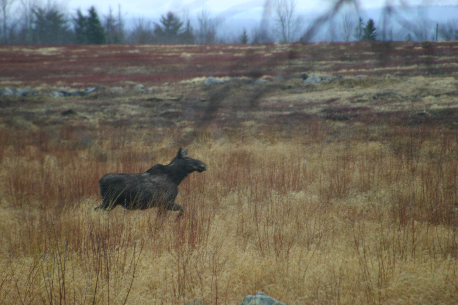 Cow moose running across blueberry field