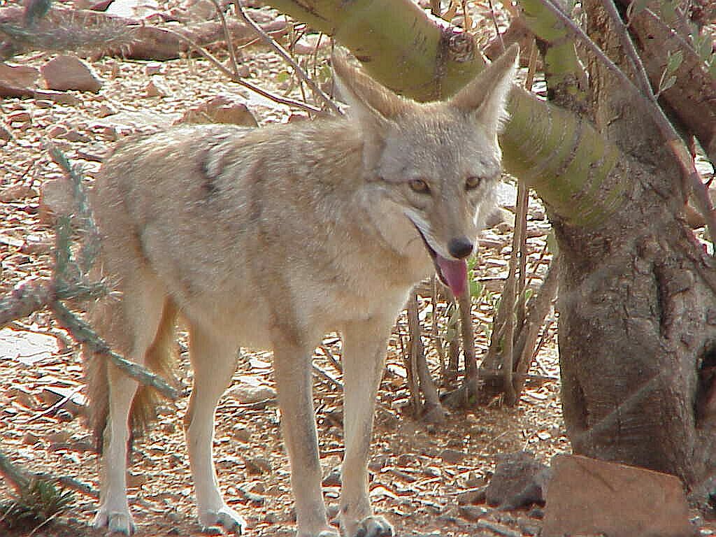 Coyote