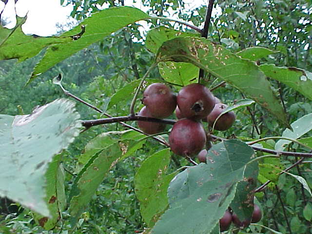 crabapple.jpg