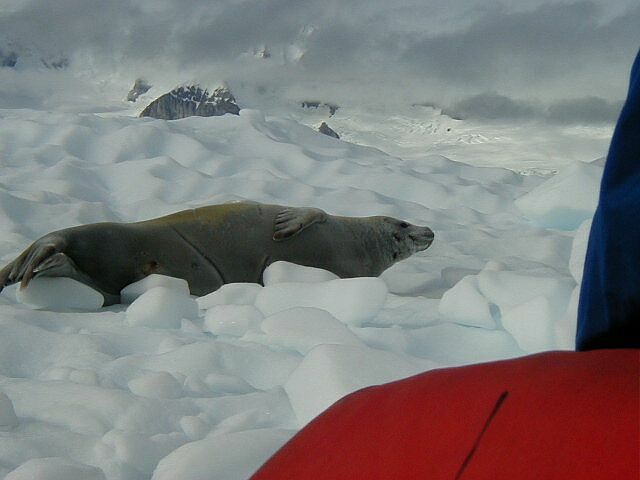 Crabeater Seal at Rest