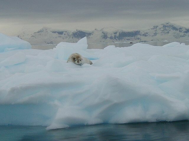 Crabeater Seal on Ice floe