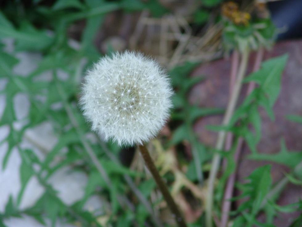 Seeded dandilion