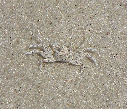 crabpicture.jpg