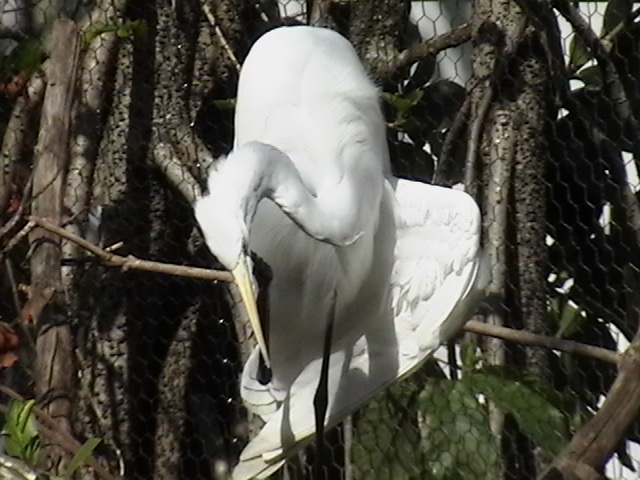 Crane on Nest