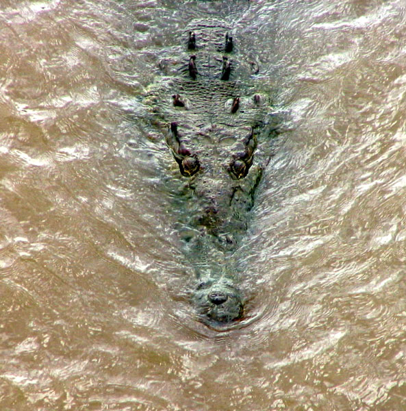 crocodiles16.jpg - Crocodile swimming in a river