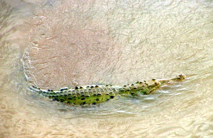 Crocodile swimming in a river