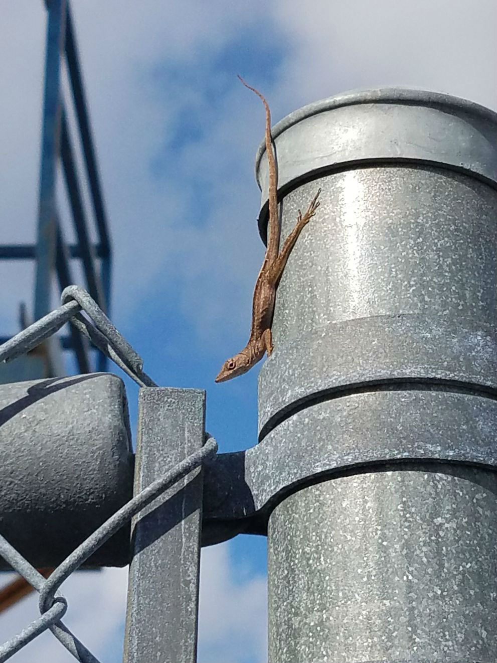 Lizard on a metal gate