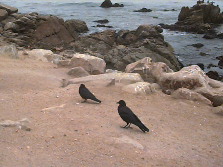 California Coast near Monterey, California