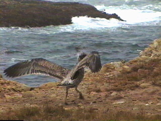 Birds on California Coast near Monterey, California