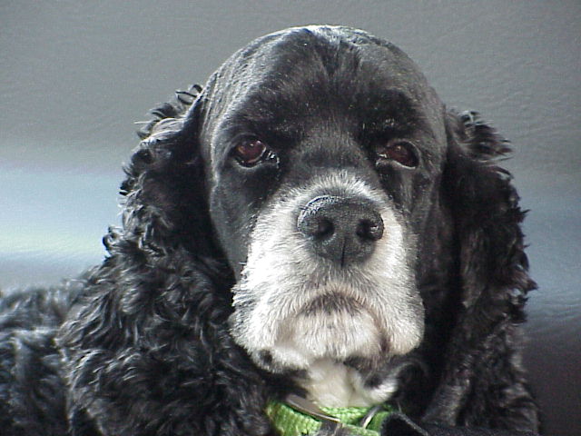 Cuddles, my Cocker Spaniel