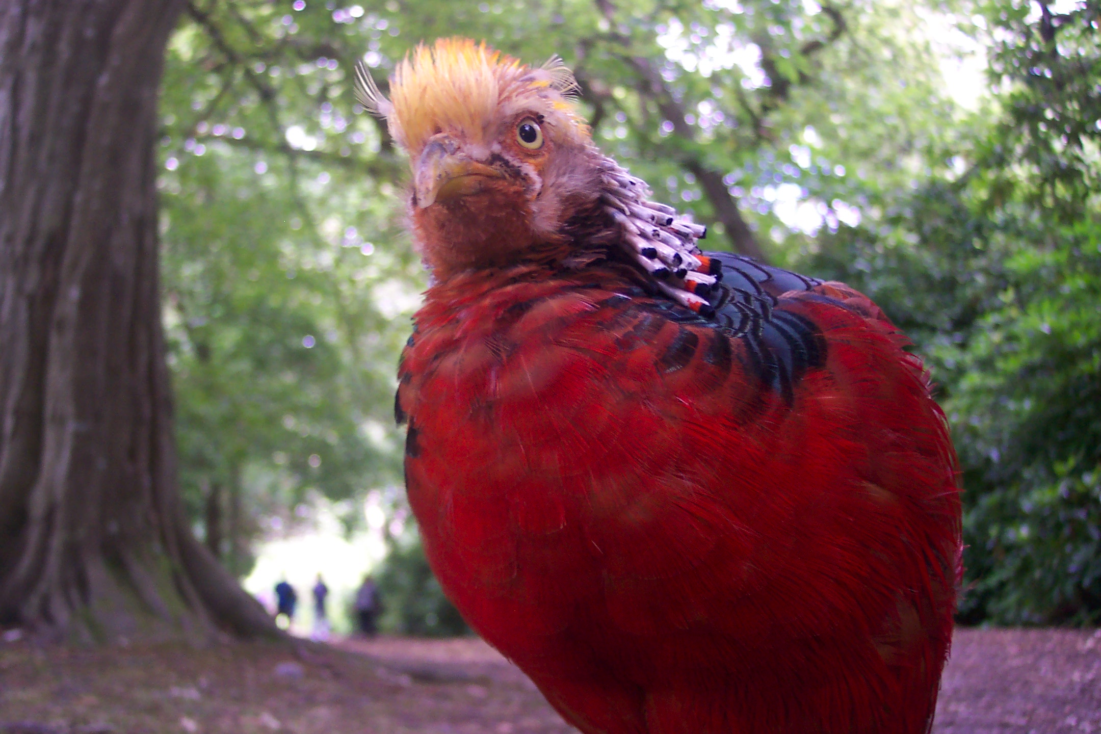 Curious golden pheasant