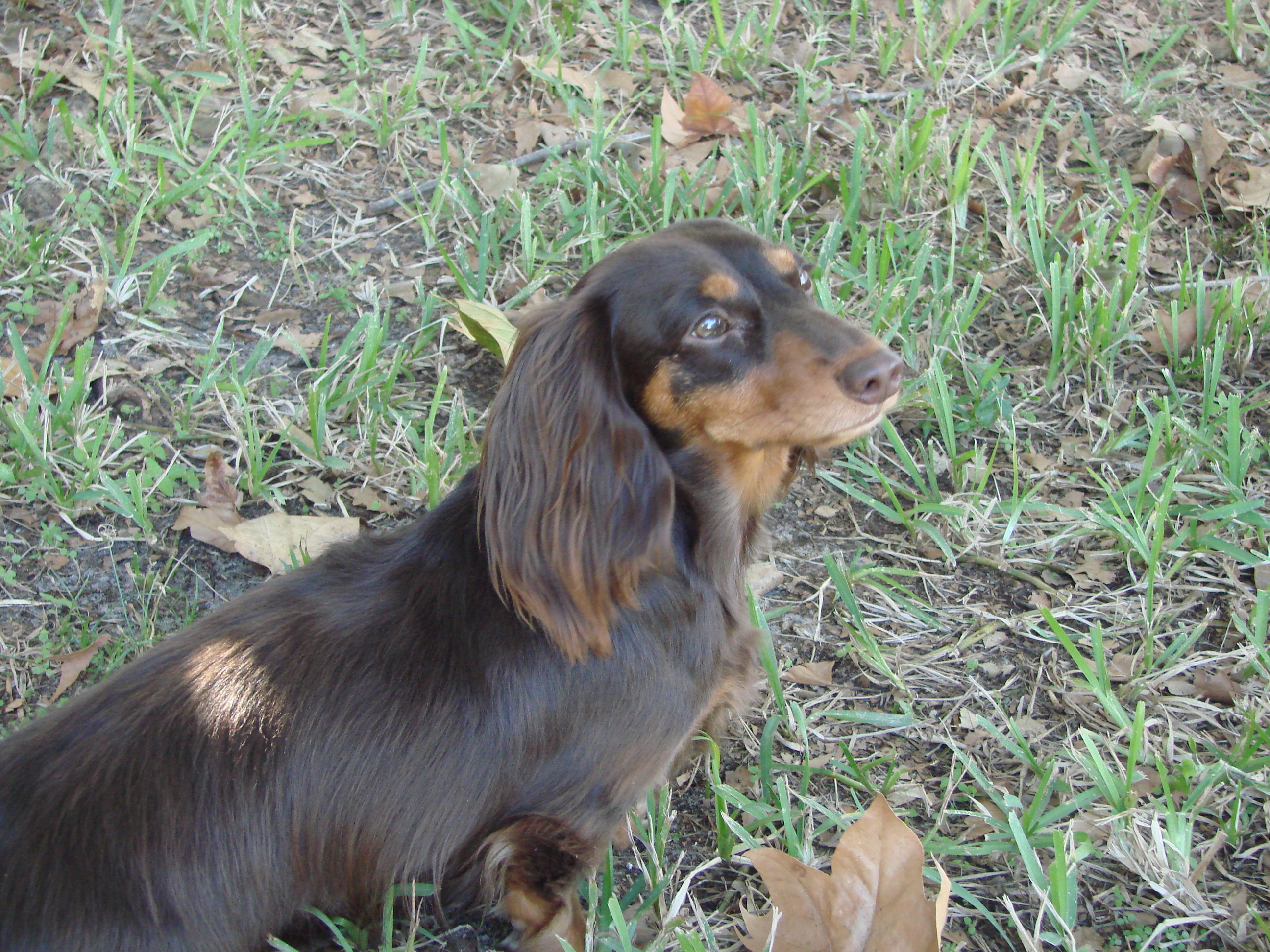 Long-Haired Dachshund