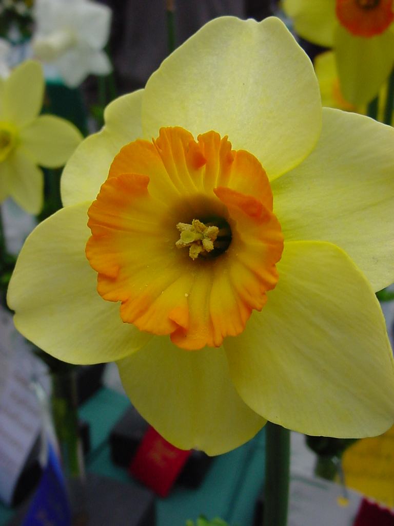 Daffodil