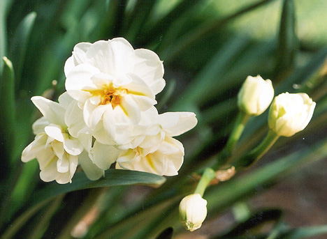 daffodilapril52003com.jpg