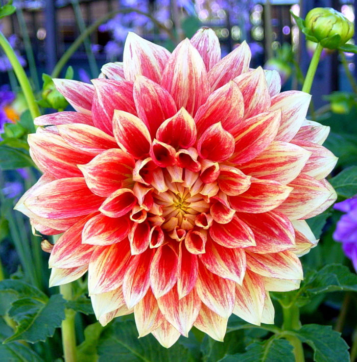 dahlia01.jpg