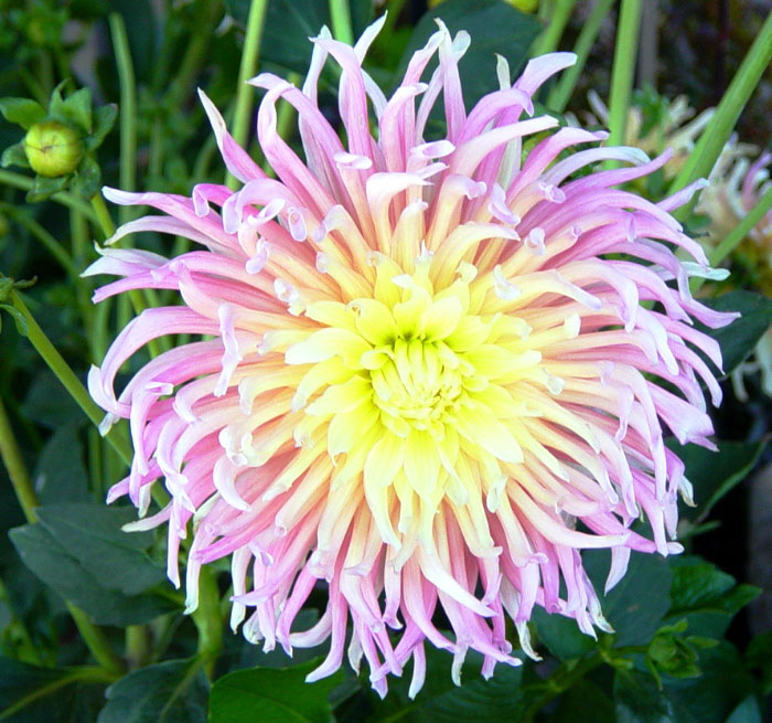 dahlia02.jpg