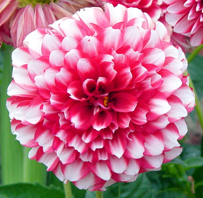 dahlia03.jpg