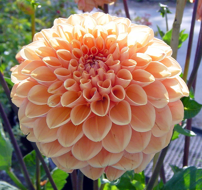 dahlia04.jpg