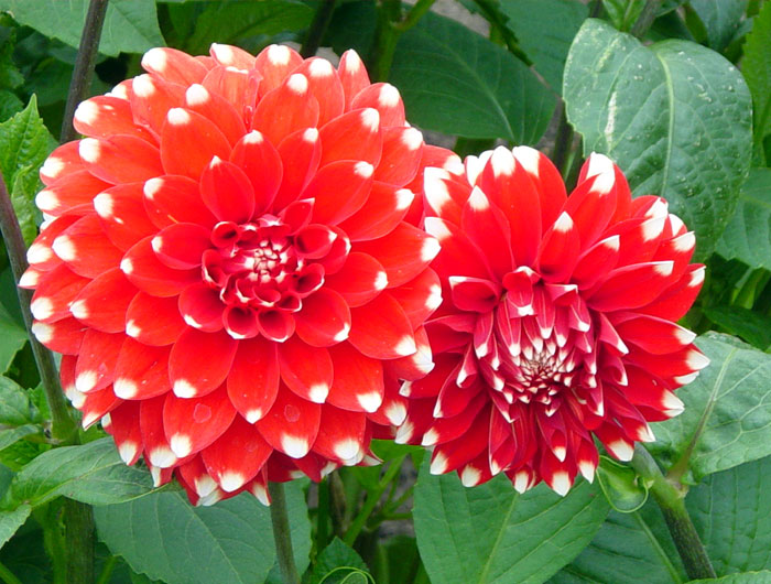 dahlia05.jpg