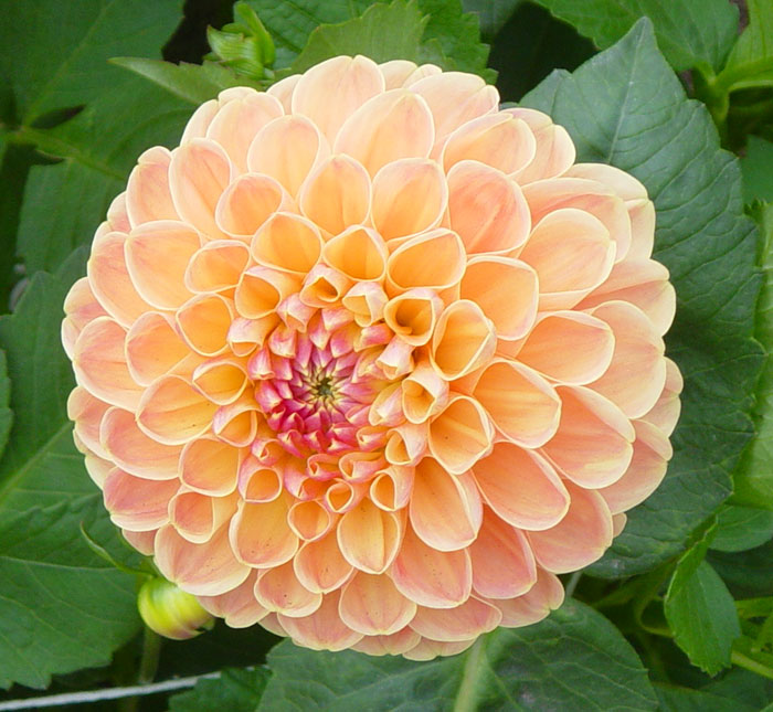 dahlia06.jpg