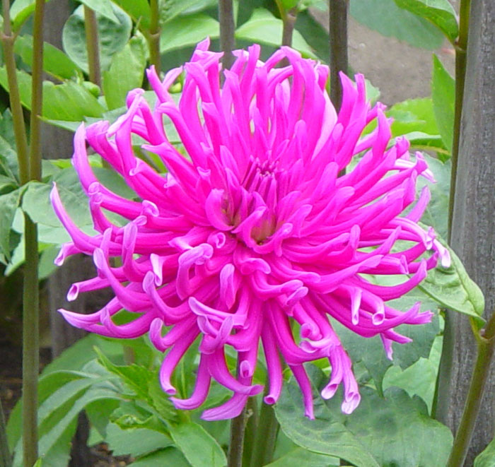 dahlia07.jpg