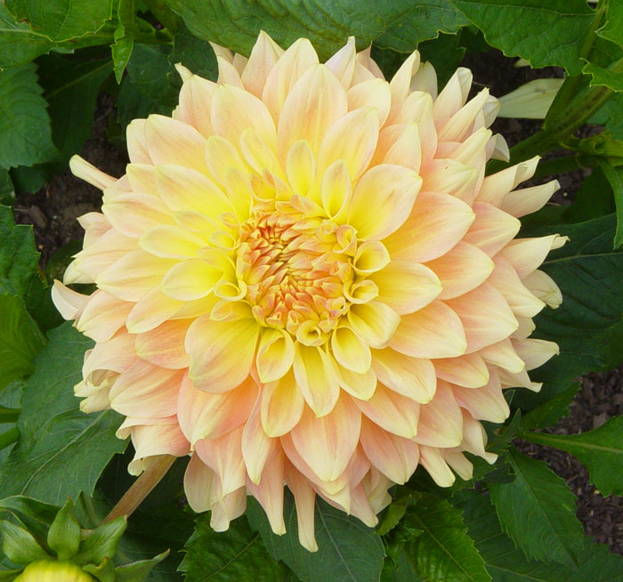 dahlia08.jpg