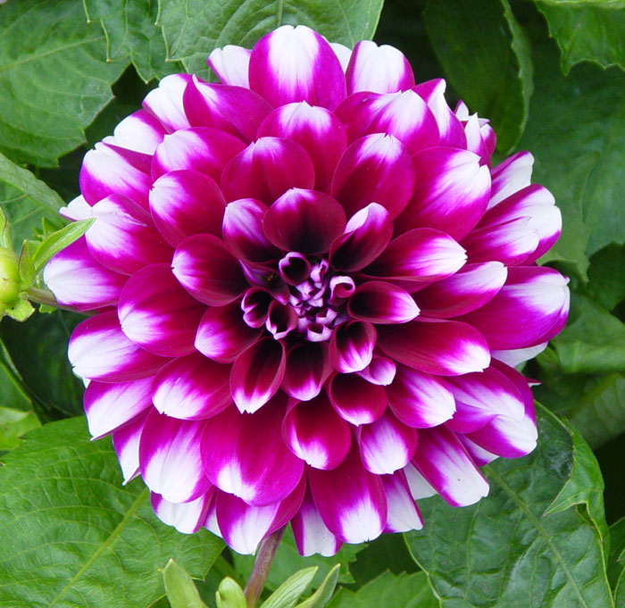 dahlia09.jpg