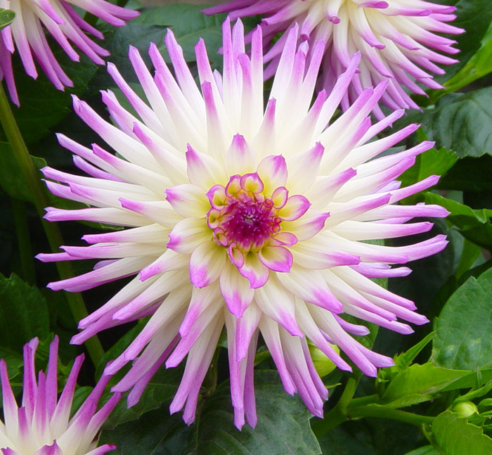 dahlia13.jpg