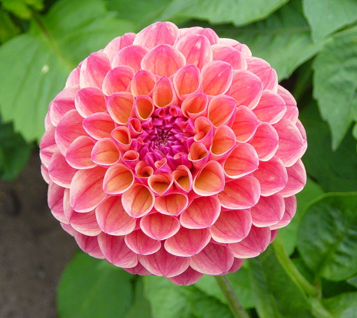 dahlia14.jpg