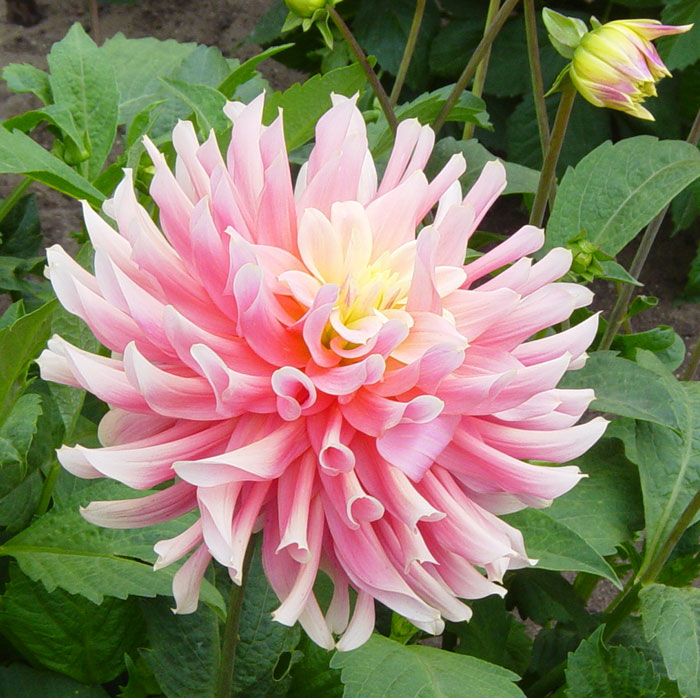 dahlia16.jpg