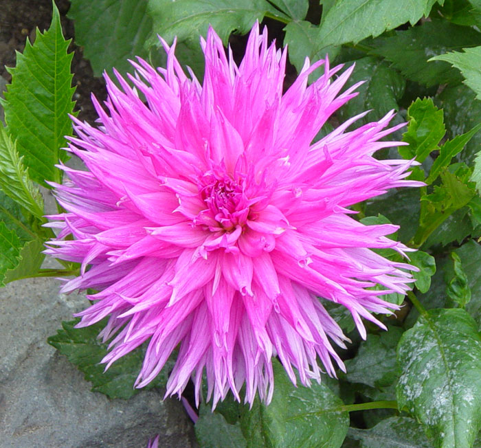 dahlia17.jpg