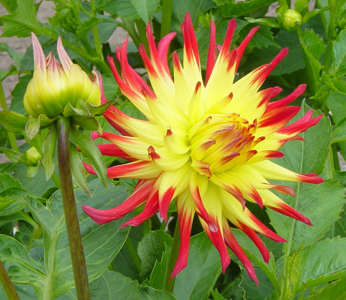 Dahlia