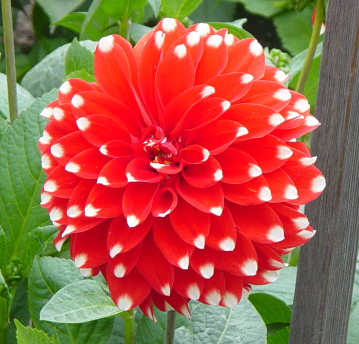 dahlia19.jpg