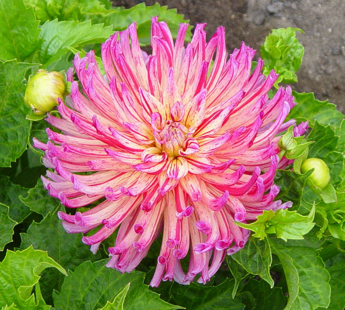 Dahlia