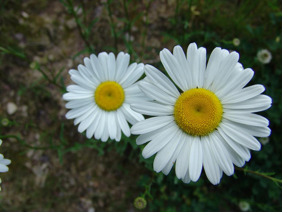 Daisy4