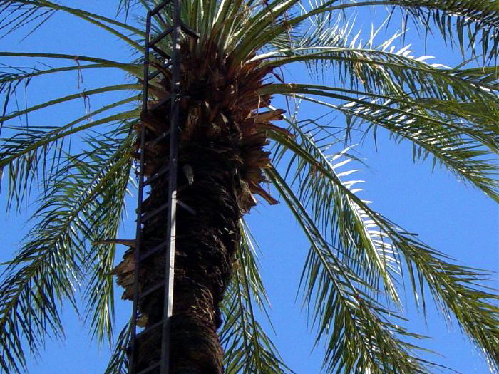 Ladder on a date palm tree