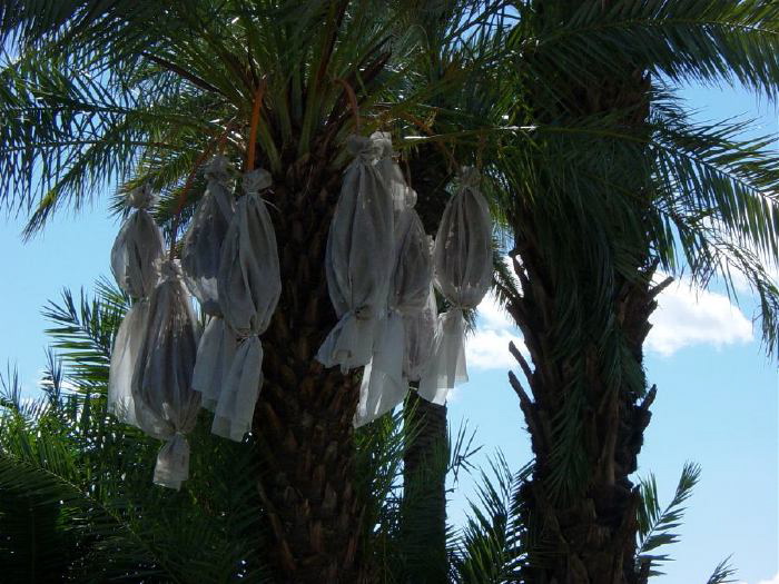 Bags to protect ripening dates from birds