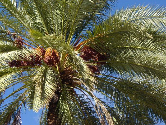 Date Palm