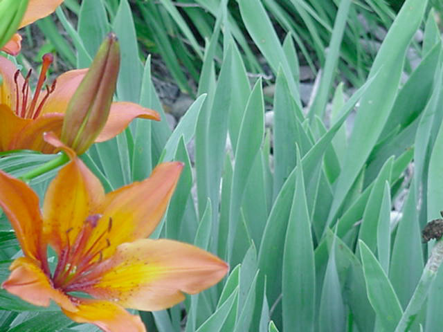 daylily background