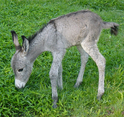 Donkey less than 12 hours old at Oak Mountain State Park