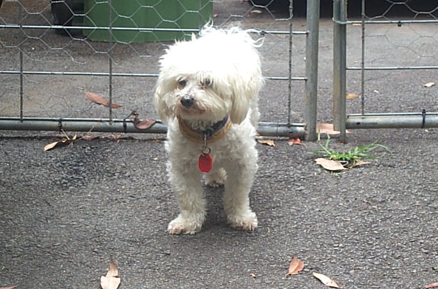 Introducing The Easy Method To Do Dogs Get Sick From Chocolate