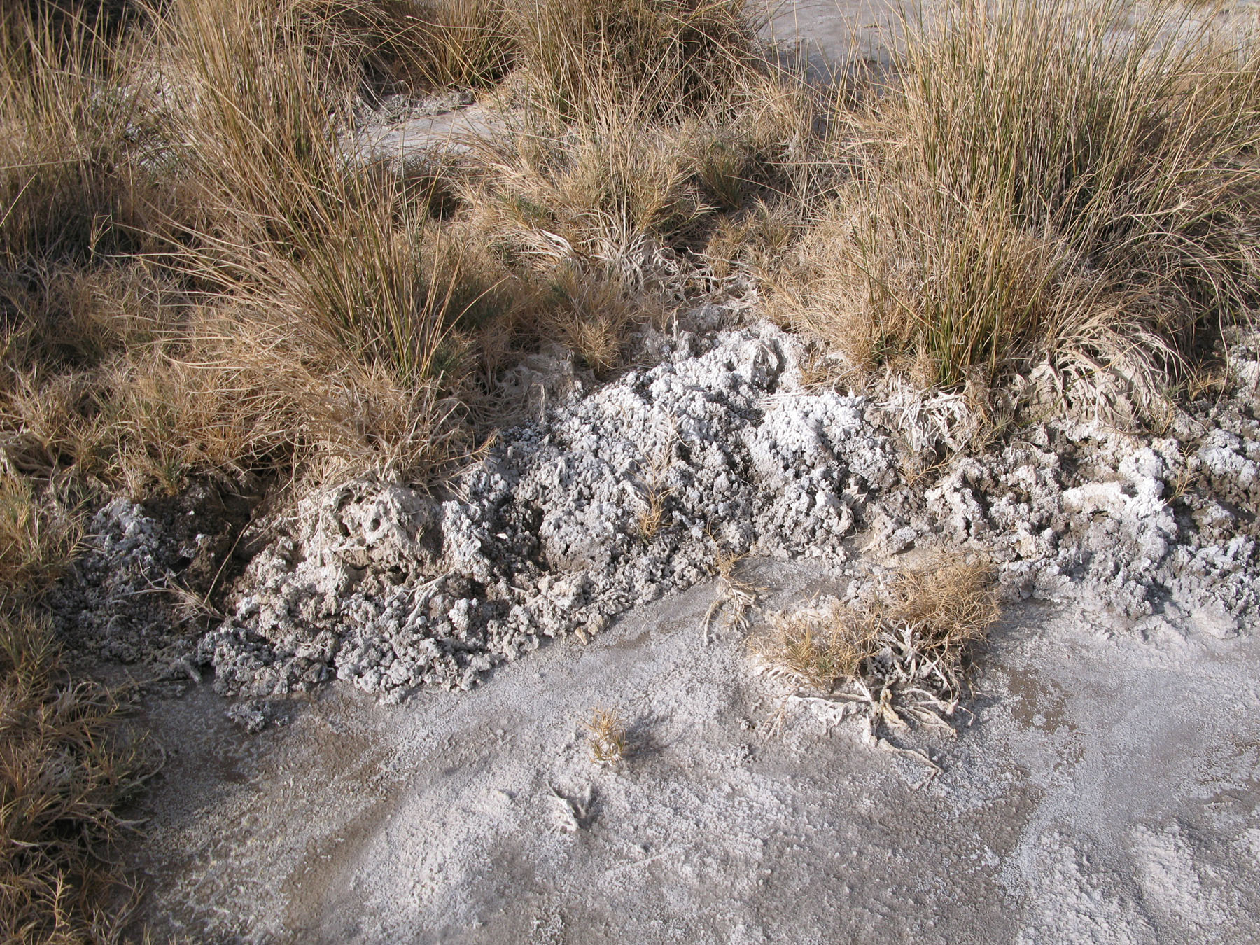 death valley grasses